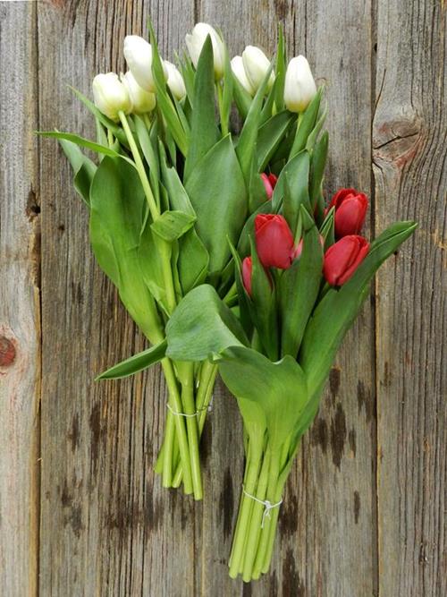 CHRISTMAS PACK RED & WHITE  SEASONAL TULIPS